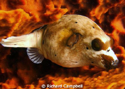 sealife dc1000... by Richard Campbell 